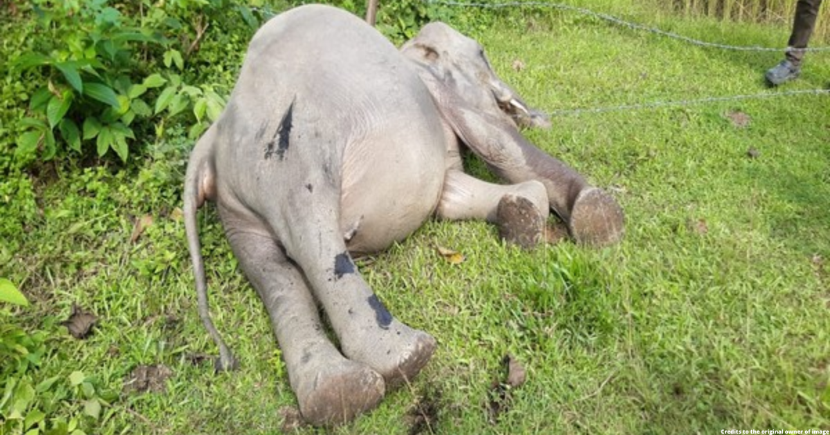 Carcass of wild elephant found in paddy field in Assam's Nagaon